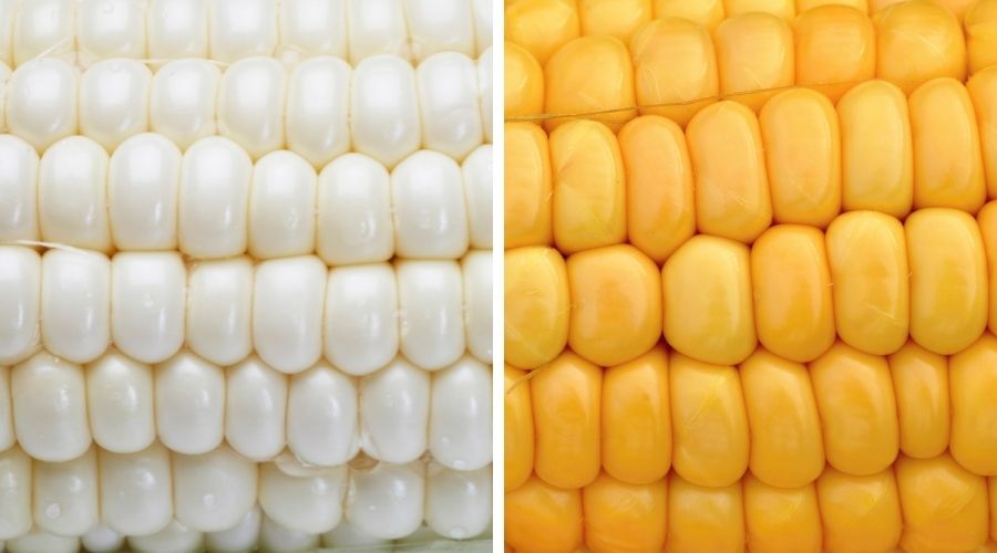 white-corn-yellow-corn-maize